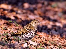 Image result for トラツグミ