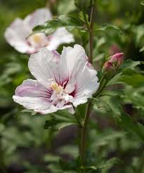 Image result for Hibiscus shirensis