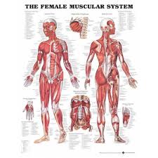 The Female Muscular System Anatomical Chart Poster Paper