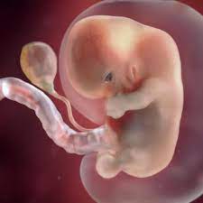 8 haftalik gebelik hamilelik gebelik donemi bebek ultrason