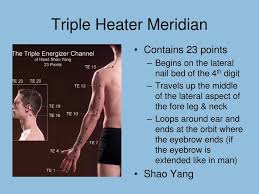 Ppt Acupuncture Meridians Powerpoint Presentation Free