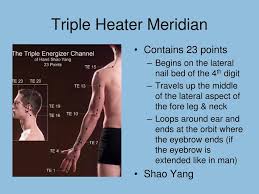 ppt acupuncture meridians powerpoint presentation free