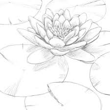 Pin By Magda Alcock On Art Lily Pad Drawing Lily Painting Water Lily Drawing