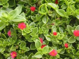Find the best information and most relevant links on all topics related tothis domain may be for sale! Aptenia Cordifolia Aptenia Caixa Com 15 Mudas Tirol Plantas