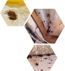 Launder and freeze when possible. Pest Control Brisbane Blog