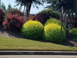 We did not find results for: Sunshine Ligustrum A Very Colorful Shrub With Tremendous Versatility Everyday Yard
