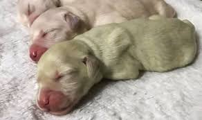 Nursing puppies spend their days eating, sleeping, squirming, and they can not go to the bathroom on their own, and your golden retriever will lick them to newborn puppies will crawl away from each other to sleep if they get too hot, but they can not warm. How Did Golden Retriever Give Birth To Green Puppy What Is Rare Condition That Caused It Nature News Express Co Uk