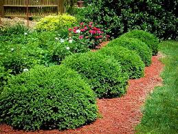 Green Velvet Boxwood Green Velvet Boxwood Boxwood Landscaping Shrubs For Landscaping