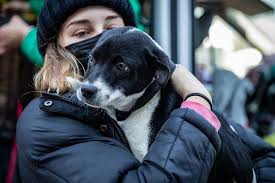 Maybe you would like to learn more about one of these? Woof Y All Texas Dogs Headed For Santa Barbara County Shelter Local News Lompocrecord Com