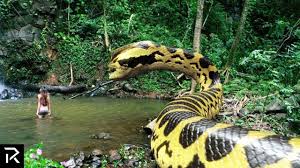 Biggest Snake Ever Could Be Hiding In The Amazon Youtube World S Largest Snake World Biggest Snake Giant Anaconda