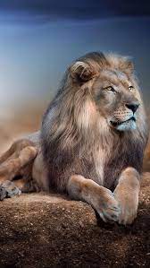 Lion wallpaper 4k for mobile, iphone, and laptop. Lion Wallpaper Hd For Mobile 640x1136 Download Hd Wallpaper Wallpapertip