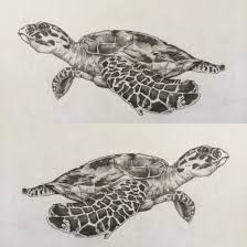 A5 Hawksbill Turtle Drawing In Pencil Turtle Drawing Drawing Artwork Drawings For my first throwback thursday post of 2020, here is a drawing of a hawksbill turtle drawn on january 10, 2016. a5 hawksbill turtle drawing in pencil