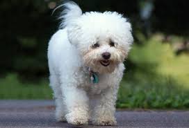 16 Curly Haired Dog Breeds Playbarkrun In 2020 Dog Breeds Dogs Cute Dogs And Puppies