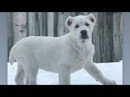 Pets4homes found 3 central asian shepherd dogs and puppies for sale in the uk. Central Asian Shepherd Alabai For Sale In India Youtube