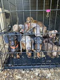 This breed comes in a wide variety of colors that include solid red or cream with a black nose. Michigan Dachsund Rescue Warns Of Puppy Mills Bad Breeders
