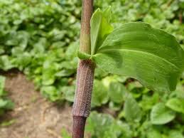 Image result for Epipactis africana