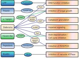 The structure, functions, and parts of the plant cell wall model are explained in detail with a labelled diagram. 7 Plant Amps Targeted Cellular Functions The Name In Oval Shape Download Scientific Diagram