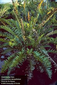 Image result for Acrostichum