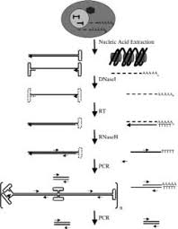 Image result for White 1998 AAV