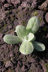 Image result for Pseudognaphalium luteo-album