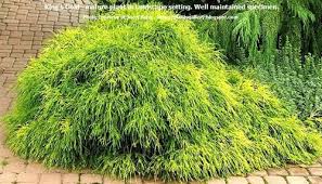 We did not find results for: King S Gold Cypress