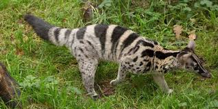 Maybe you would like to learn more about one of these? 5 Jenis Musang Yang Dilindungi Terancam Punah Di Alam Pintarpet