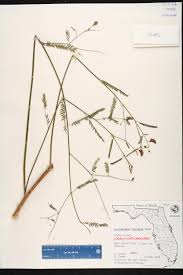 Image result for Aeschynomene bullockii