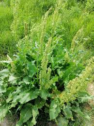 Image result for Rumex lanceolatus
