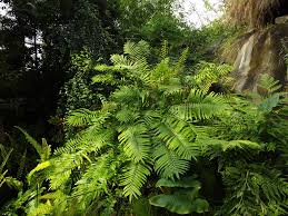 Image result for Blechnum punctulatum
