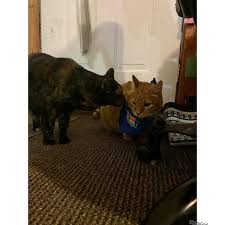 The Party Animal has arrived 🐾 Ft. Vivi checking to see what Milo's  strutting〚❤︎〛✧✦⋆* ∘₊✧—Milo looks scared but I promise he's not lol—✧₊∘  ══════════════════════════ #vivinmilo #catsiblings #catsofinstagram ...