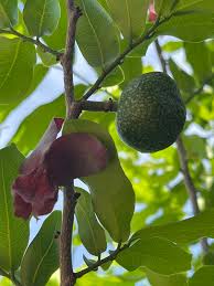 Image result for Monodora junodii