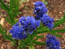 Limonium Sinuatum Statice Flower Seeds Planting Flowers Statice Flower