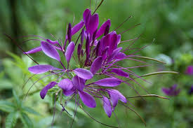 Giverny Monets Garten Spinnenblume Monet S Garden Cleome Spinosa Cleome Spinosa Violet Garden Dream Garden