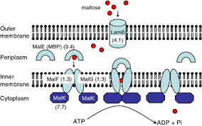 Rpos measure back in time to when your data was. Rpos Regulation Of Gene Expression During Exponential Growth Of Escherichia Coli K12 Springerlink