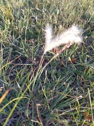 Image result for Andropogon perligulatus