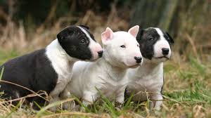 Miniature bull terrier puppies for adoption. Bull Terrier Price Temperament Life Span