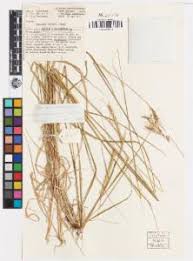 Image result for Sehima