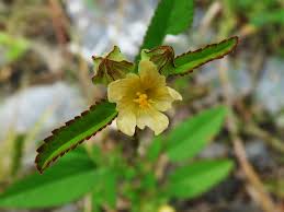 Image result for Sida rhombifolia