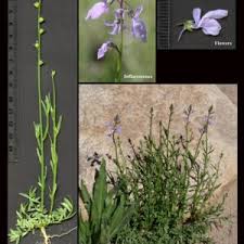 Image result for Plantaginaceae