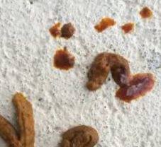 A red tinge or actual red blood in the stool could indicate bleeding in the lower intestinal tract. Blood In Dog Stool But Acting Normal Otc Home Remedies 2021 Petnile