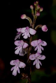 Image result for Cynorkis debilis