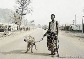 domashnie pitomcy v afrike 14 foto afrikanskie plemena afrika gienovye sobaki