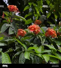 Image result for Ixora longipedunculata