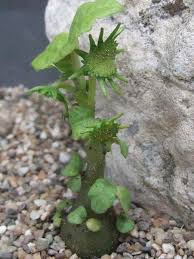Image result for Dorstenia buchananii