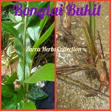 Dibilang jangan pipis dulu kok bandel.! Bonglai Bukit Herba Periuk Wanita Lepas Bersalin Herba Dari Hutan Pokok Seakan Tepus Hutan Shopee Malaysia