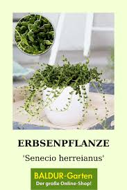 Erbsenpflanze Senecio Herreianus 1a Qualitat Baldur Garten In 2020 Pflanzen Erbsenpflanze Zimmerpflanzen