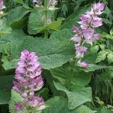 Image result for Salvia sclarea