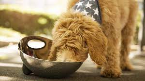 Maybe you would like to learn more about one of these? There S A Huge Dog Food Recall Due To Salmonella Risk To Pets And People Self