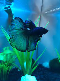 Crowntails received their name from their spiky tail and fins. Does This Look Like Fin Rot Bettafish
