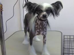 Please contact us for more information and pictures… akc chinese crested puppies available now! Chinese Crested Puppies For Sale